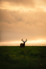 silhouette of an big male elk in the field