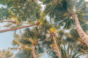 Tropical nature background or wallpaper design. Blue sky and palm trees view from below, vintage style, summer panoramic background