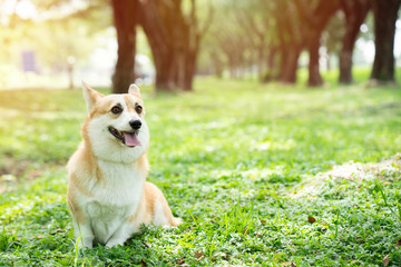 Corgi dog on the grass in summer sunny day