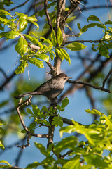 Gray Catbird (Dumetella carolinensis)