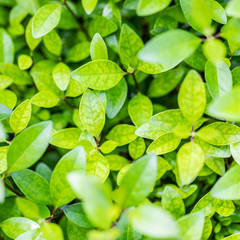 Green leaf background. Natural pattern, fresh green leaves and blurred shallow depth of field