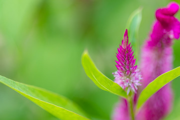 Tropical patio plants. Alpinia purpurata in Maldives island