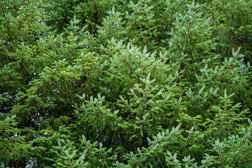 green forest firs