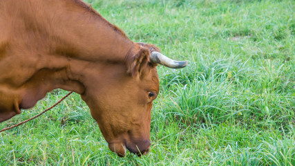 krowa brązowa podczas posiłku