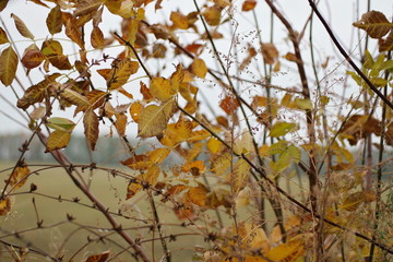 autumn leaves with raindrops in the rain in the wind