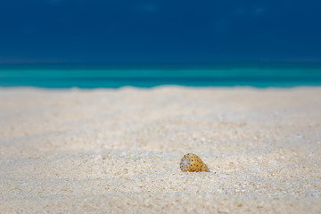 Tropical beach closeup. Exotic shell on white sand with blue sky and summer mood. Peaceful beach nature landscape