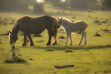 Pareja de caballos al amanecer en una pradera con niebla © Josema Dieguez