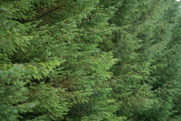 green forest firs