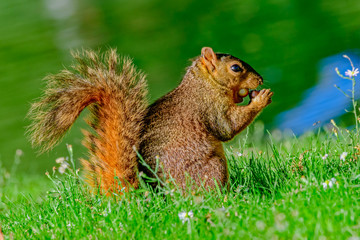 fox squirrel (Sciurus niger)