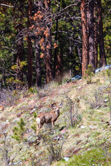 Herd of Colorado Springtime Mule Deer