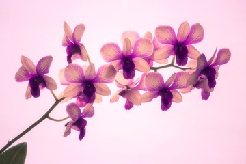 Naklejka premium Orchid on pink background