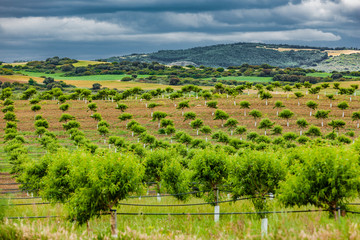 Fototapeta na wymiar Mandelplantagen in Spanien im Frühling