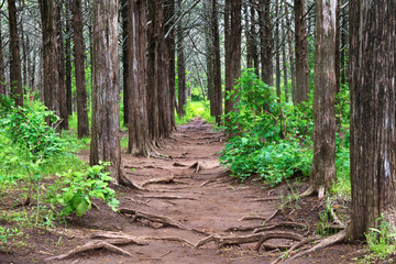 Pathway Through the Understory of Tall Trees