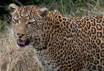 Fototapeta na wymiar Leopard closeup