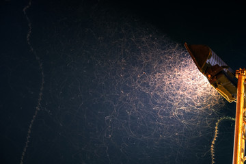 Flying insects playing in the light at night.