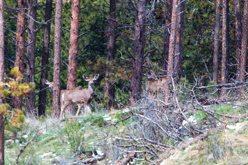 Fototapeta premium Herd of Colorado Springtime Mule Deer