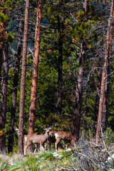 Herd of Colorado Springtime Mule Deer