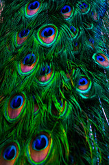 Obraz premium Texture feathers of bright multi-colored peacock