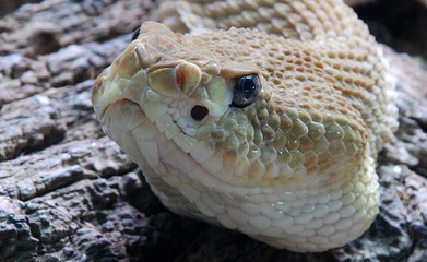 SERPIENTE