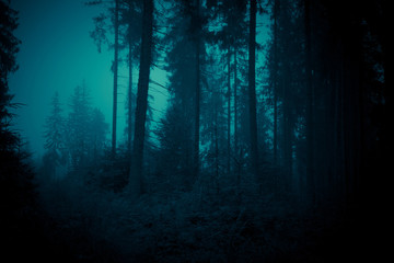 Obraz premium Światło księżyca przez mgłę wśród świerków w magicznym tajemniczym lesie nocnym. Tło Halloween.