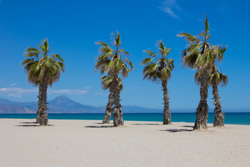 PALMERAS EN LA PLAYA