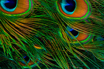 Texture feathers of bright multi-colored peacock
