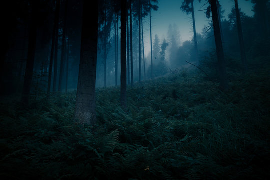 Dark magic mystery night forest. Blue moonlight Halloween backdrop.