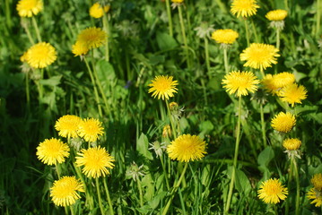 Löwenzahn im Sonnenlicht