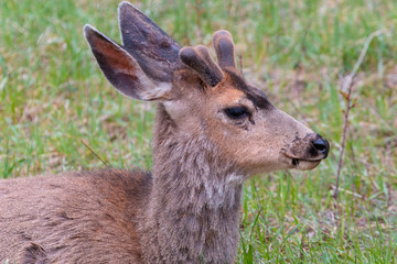 Springtime Buck Mule Deer
