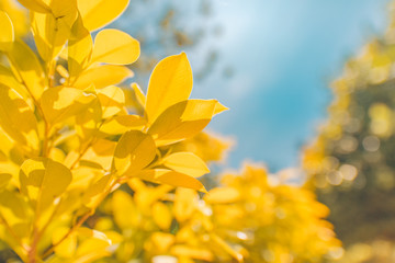 Branch with yellow leaves against the sunlight