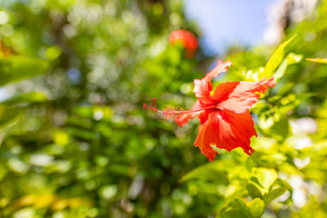 Red hibiscus flower on a green blurred background