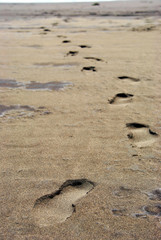 sole on beach