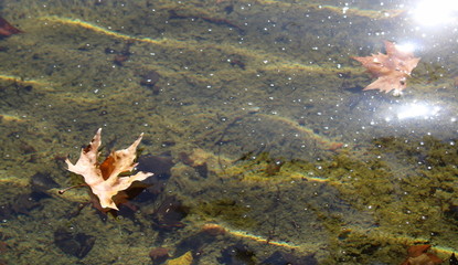 Foglie in autunno nell'acqua della fontana