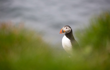 Puffins on Grimsey island on Iceland