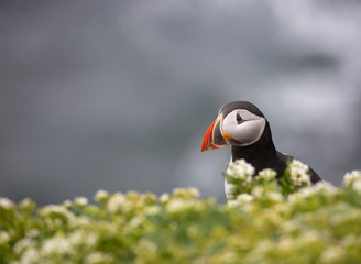Puffins on Grimsey island on Iceland