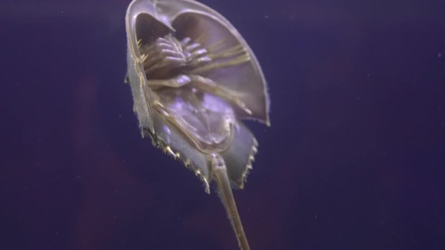 Horseshoe Crab swimming in the water Close-up.