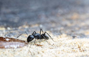 big red forest ant in natural habitat