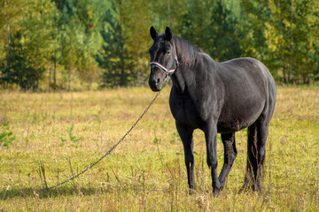 Grey horse on the glade
