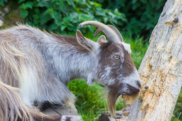 One of the Brambridge Garden Centre Pygmy Goats