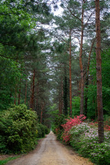 Rododendrons blossom in an hungarian Country garden forest in Jeli arboretum botanical garden