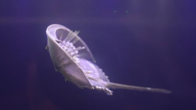 Horseshoe Crab swimming in the water Close-up.
