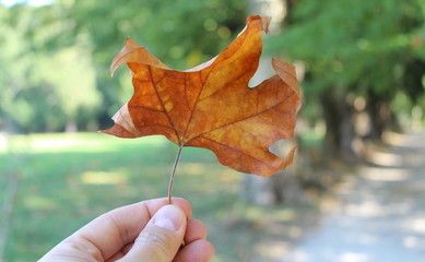 Foglie in autunno
