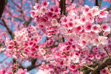 Shooting cherry blossoms at Pingjing Street, Yangmingshan, Taipei City
