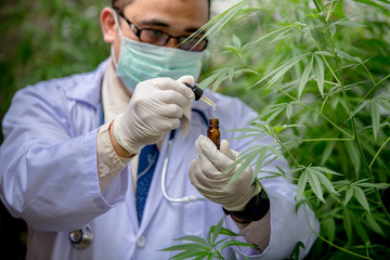 Researchers are studying the extraction of hemp oil for medical use.