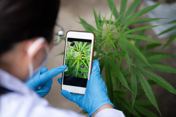 Researchers are investigating the growth of cannabis plants for medical extraction.