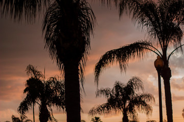 Palm Trees against a Sunset 