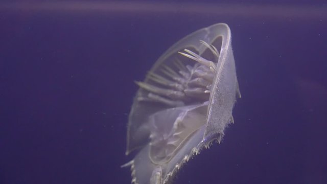 Horseshoe Crab swimming in the water Close-up.