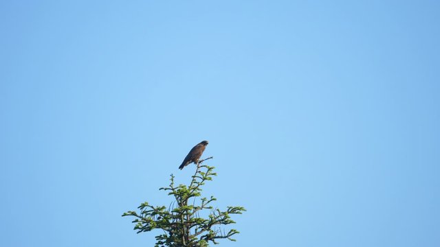Zrywający sie do lotu i lądujący na drzewie Myszoł&oacute;w zwyczajny, (Buteo buteo)