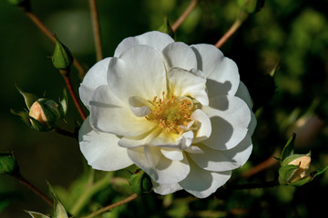 Beautiful sunny close up of a white Schneekoenigin rose blossom