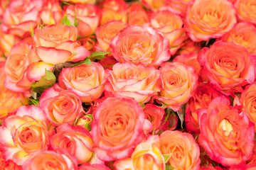 Background of pink orange and peach roses. Natural background of fresh roses. Soft focus